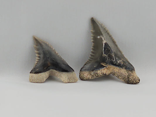 Set of Snaggletooth Shark Teeth ID#33