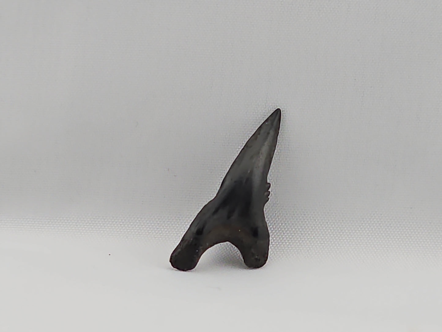 Snaggletooth Shark Bottom Front Tooth ID#34