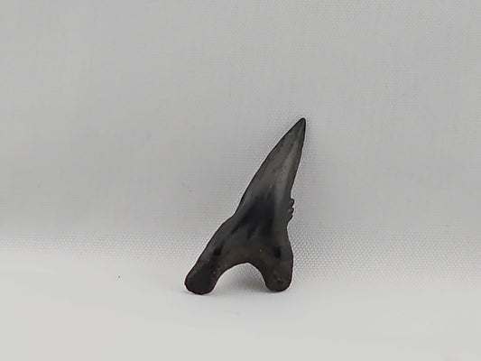 Snaggletooth Shark Bottom Front Tooth ID#34