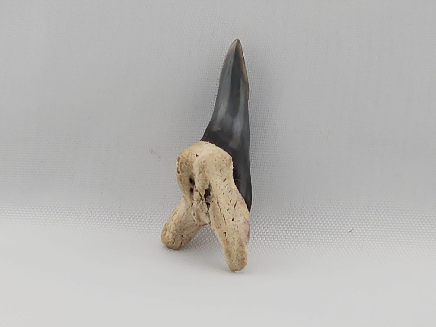 Snaggletooth Shark Bottom Front Tooth ID#35