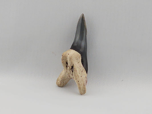 Snaggletooth Shark Bottom Front Tooth ID#35