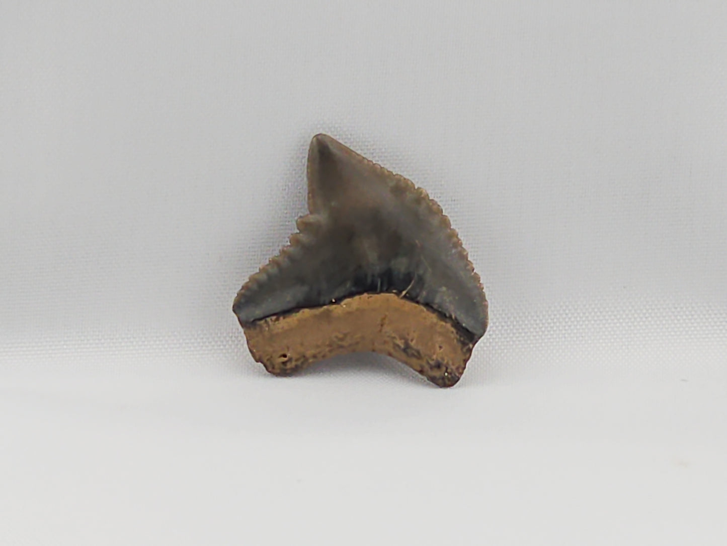 Tiger Shark(Extinct) Tooth ID#36