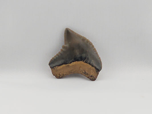 Tiger Shark(Extinct) Tooth ID#36