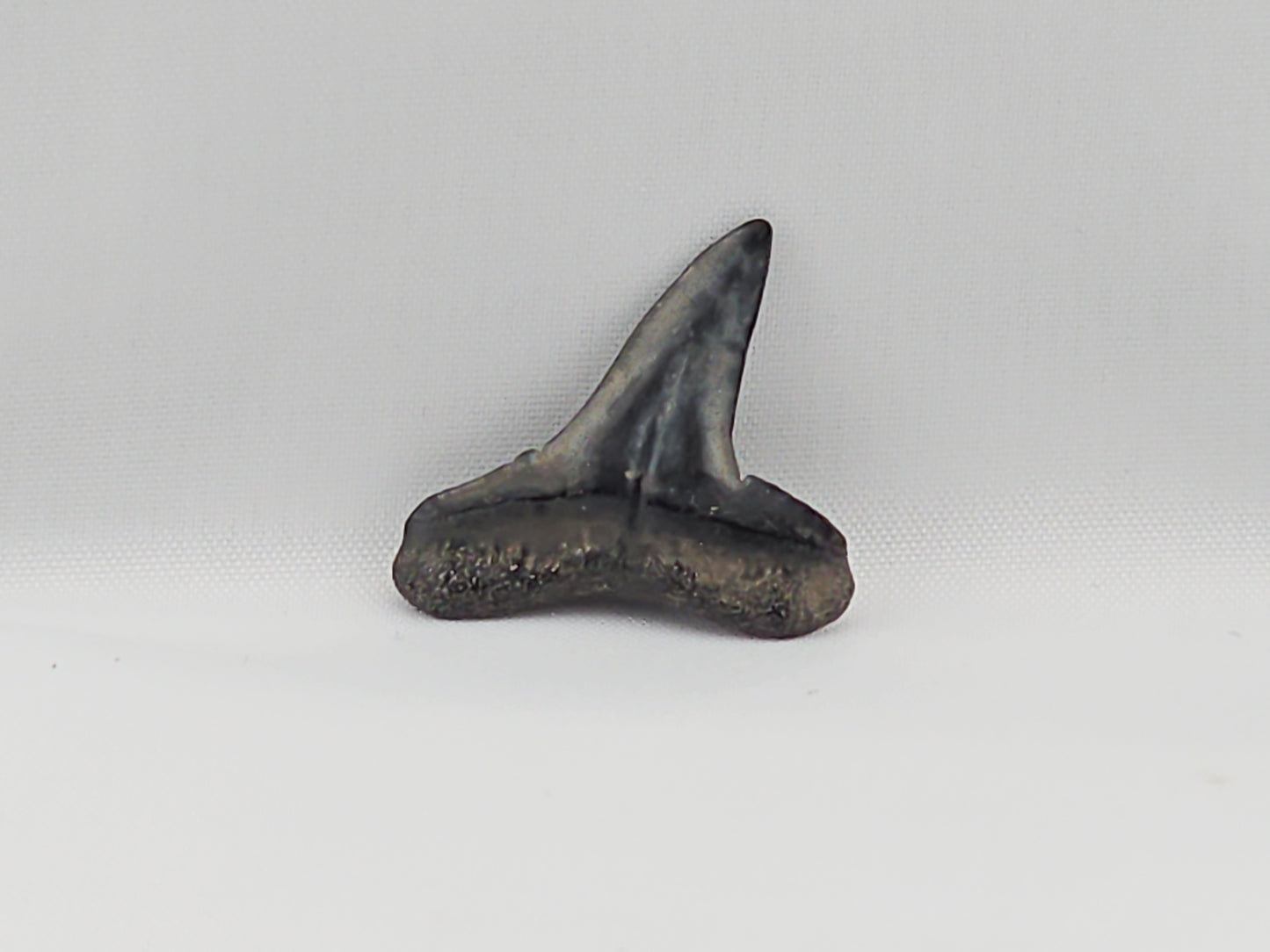 Lemon Shark Tooth ID#38