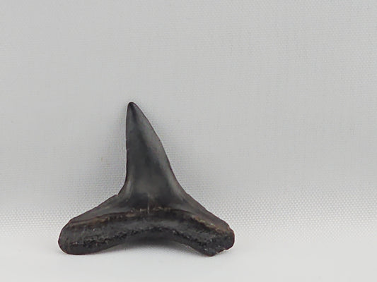 Lemon Shark Tooth ID#39