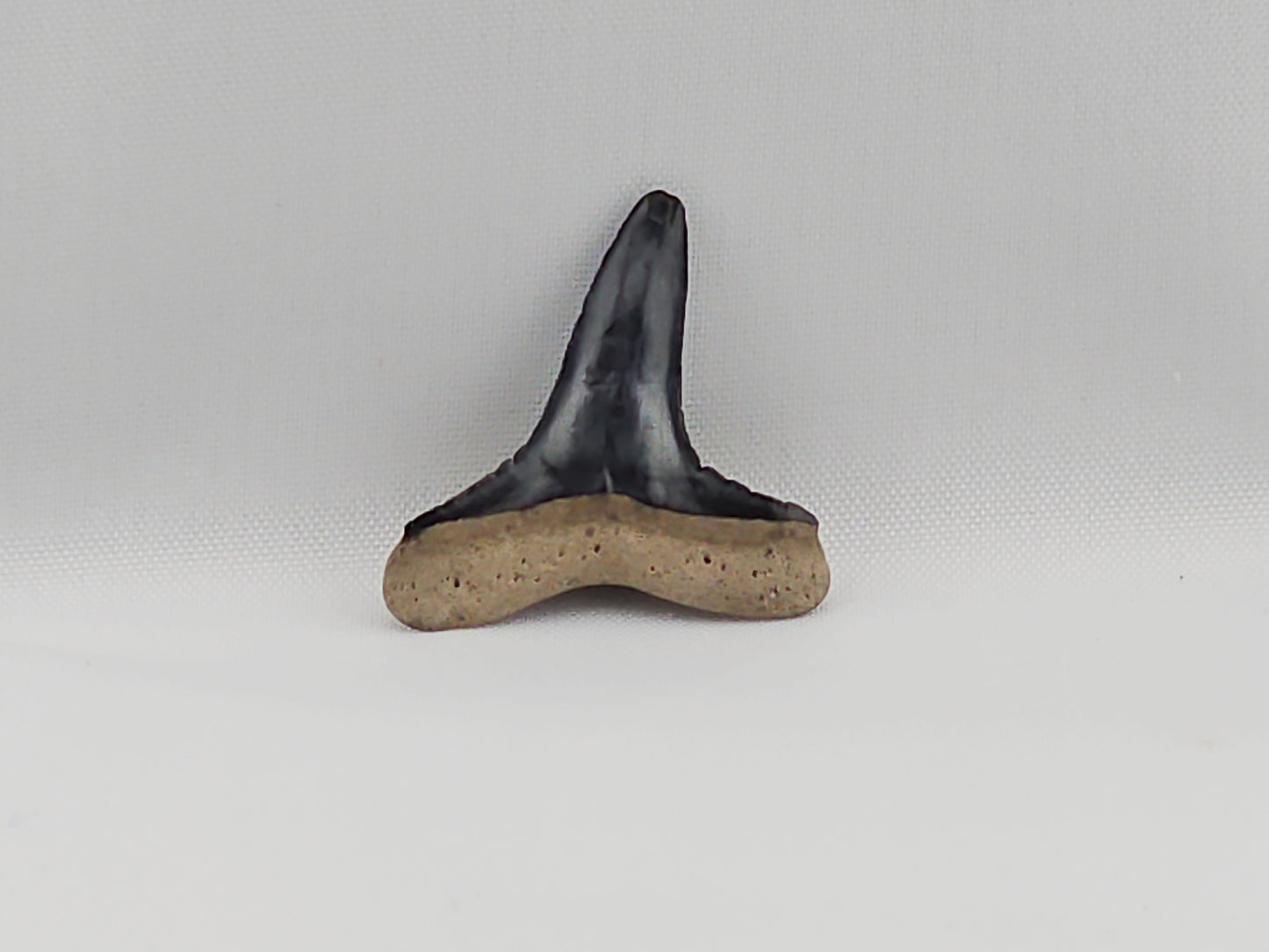 Lemon Shark Tooth ID#43