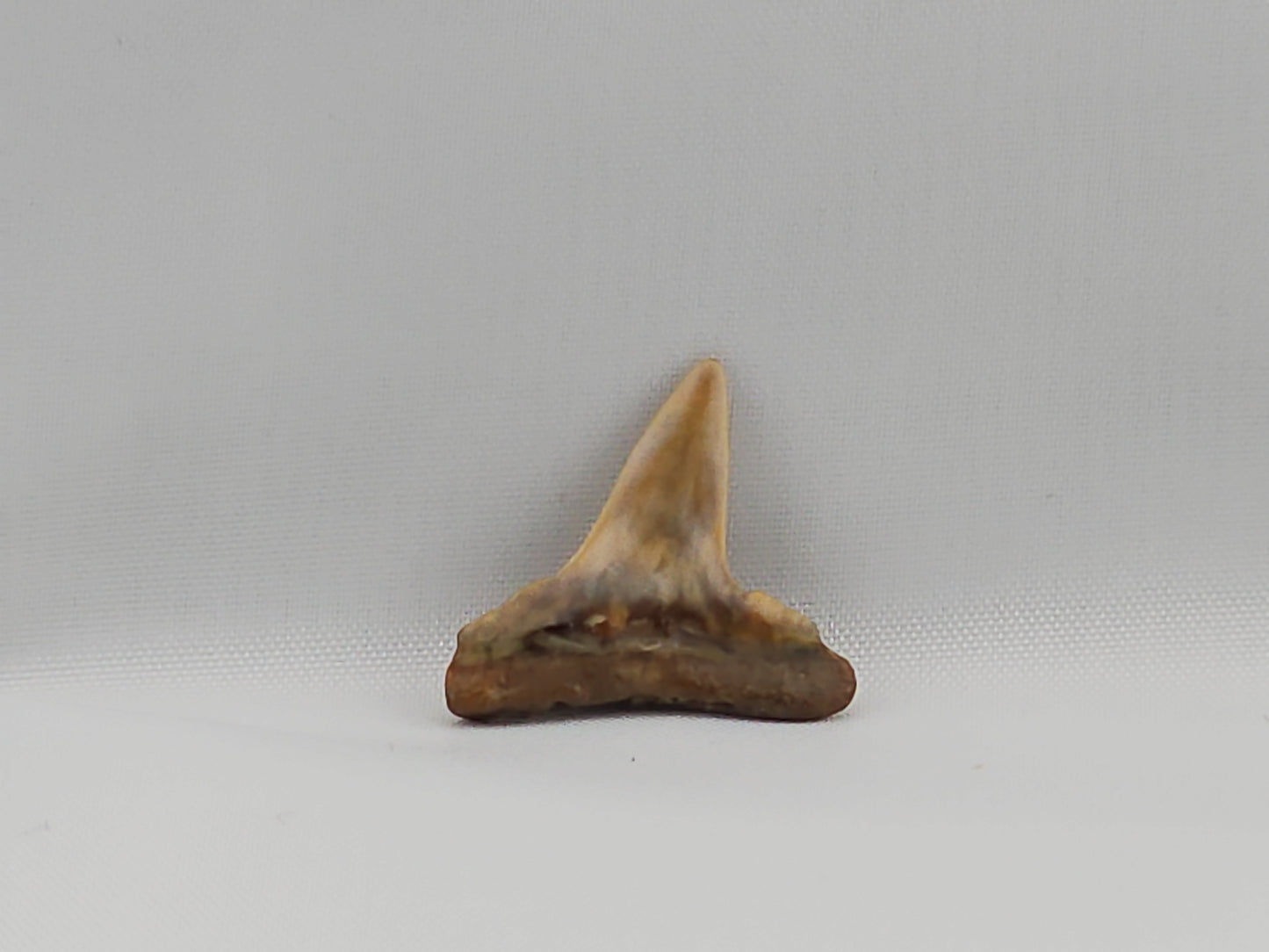 Lemon Shark Tooth ID#44