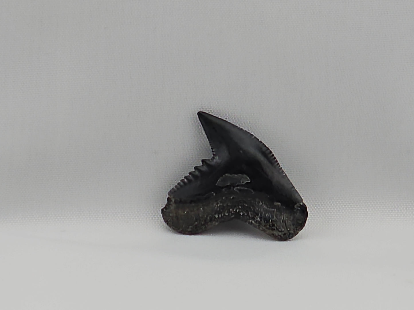 Tiger Shark(Modern) Tooth ID#45