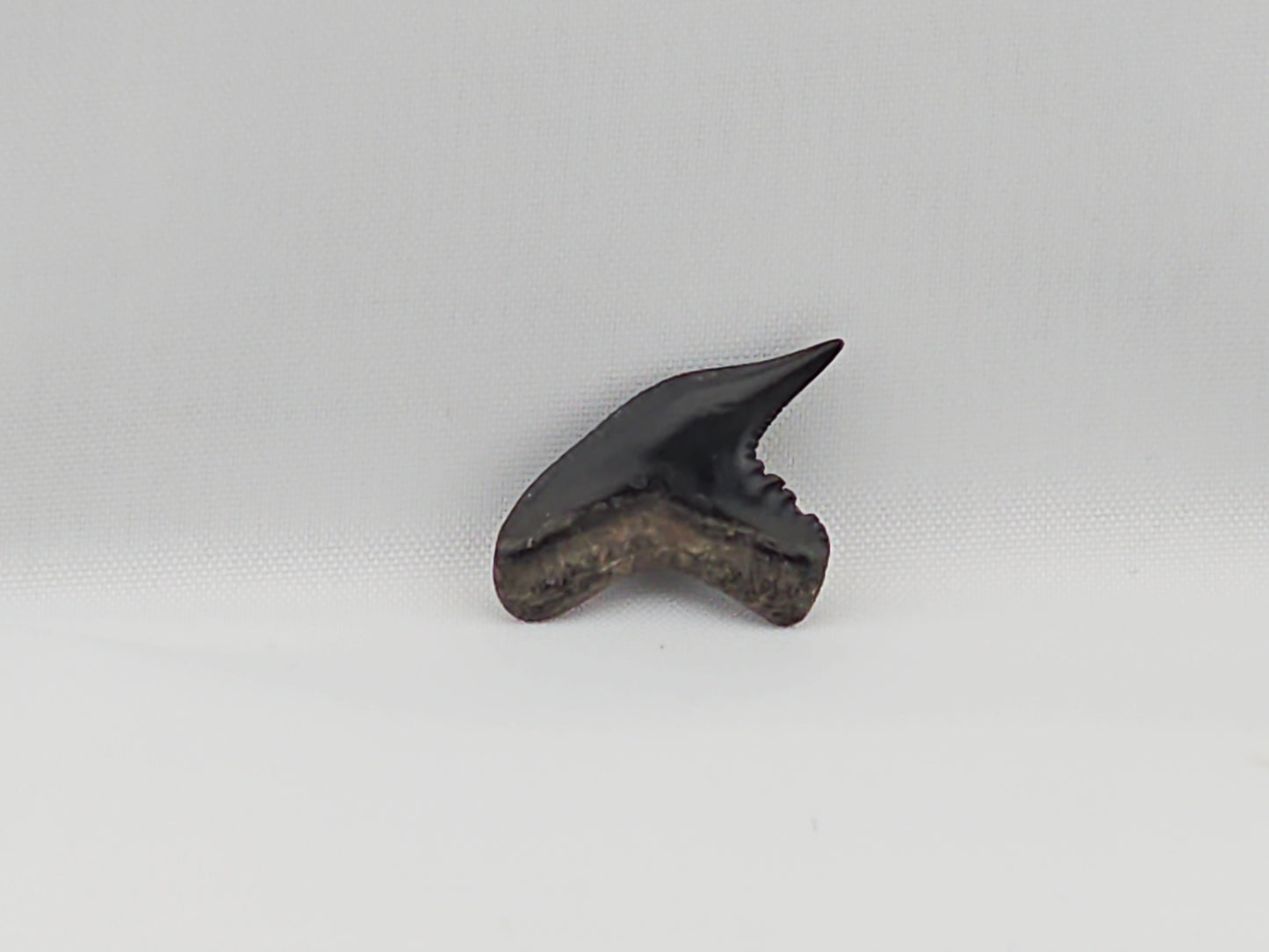 Tiger Shark(Extinct) Tooth ID#46