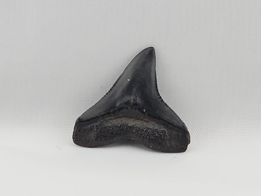 Bull Shark Tooth ID#48