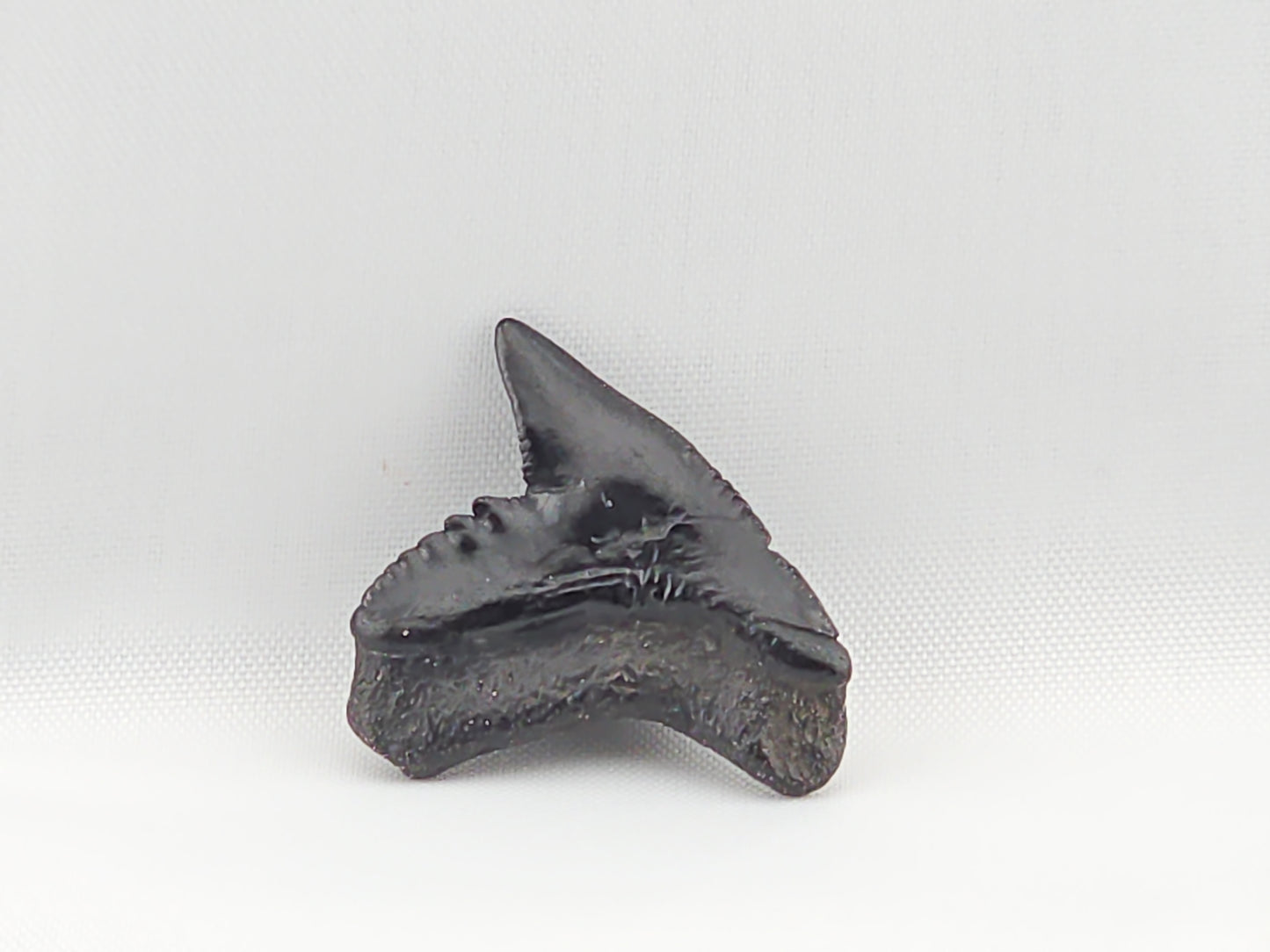 Tiger Shark(Modern) Tooth ID#49