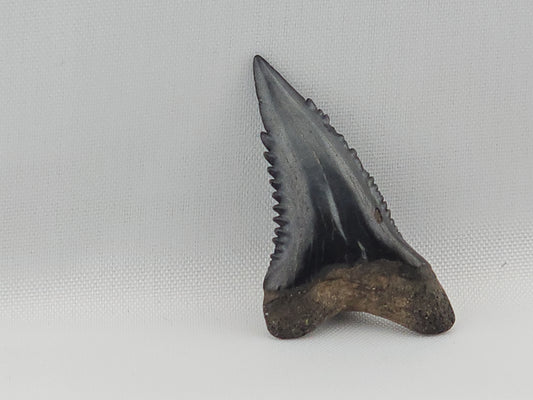 Snaggletooth Shark Top Front Tooth ID#4