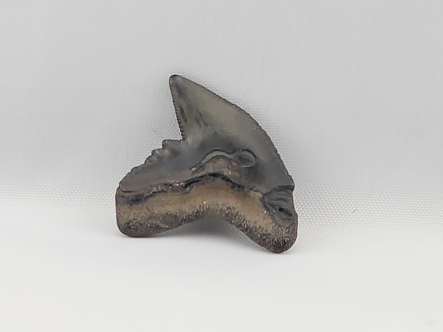 Tiger Shark(Modern) Tooth ID#50