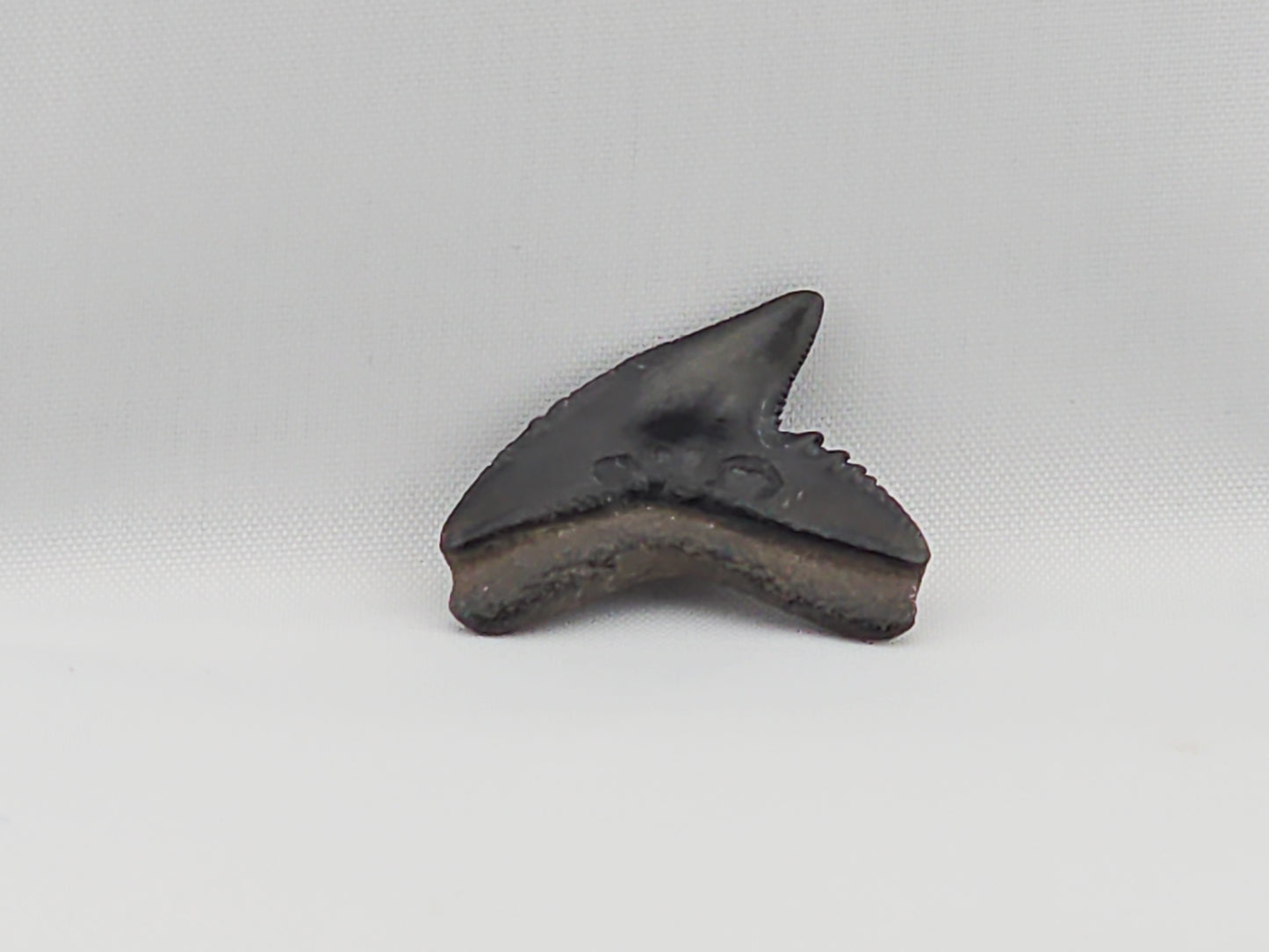Tiger Shark(Modern) Tooth ID#51