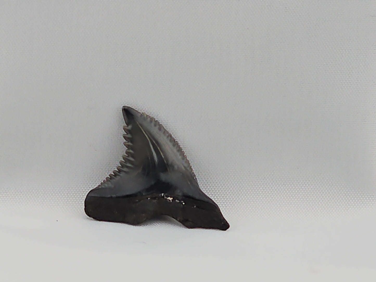 Snaggletooth Shark Top Rear Tooth ID#52