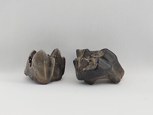 Set of Deer Teeth ID#53