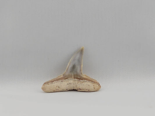 Lemon Shark Tooth ID#54