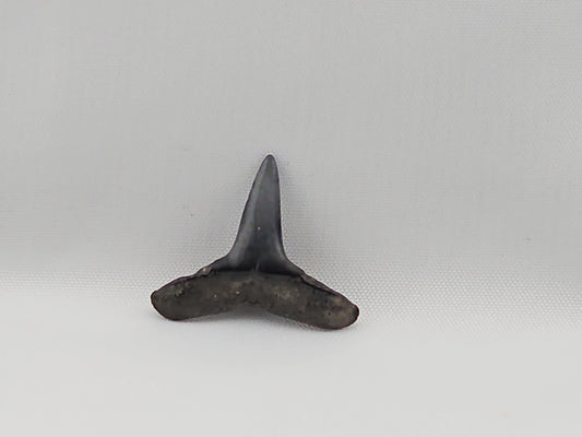 Lemon Shark Tooth ID#55