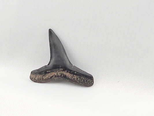 Lemon Shark Tooth ID#58