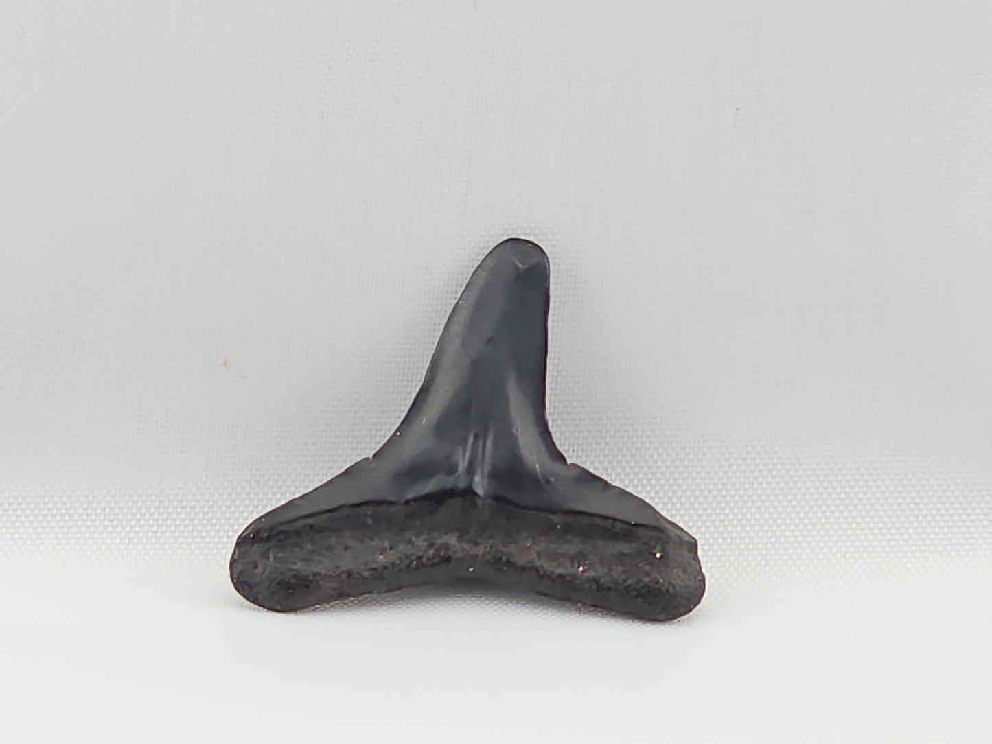 Lemon Shark Tooth ID#59