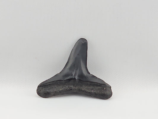 Lemon Shark Tooth ID#59