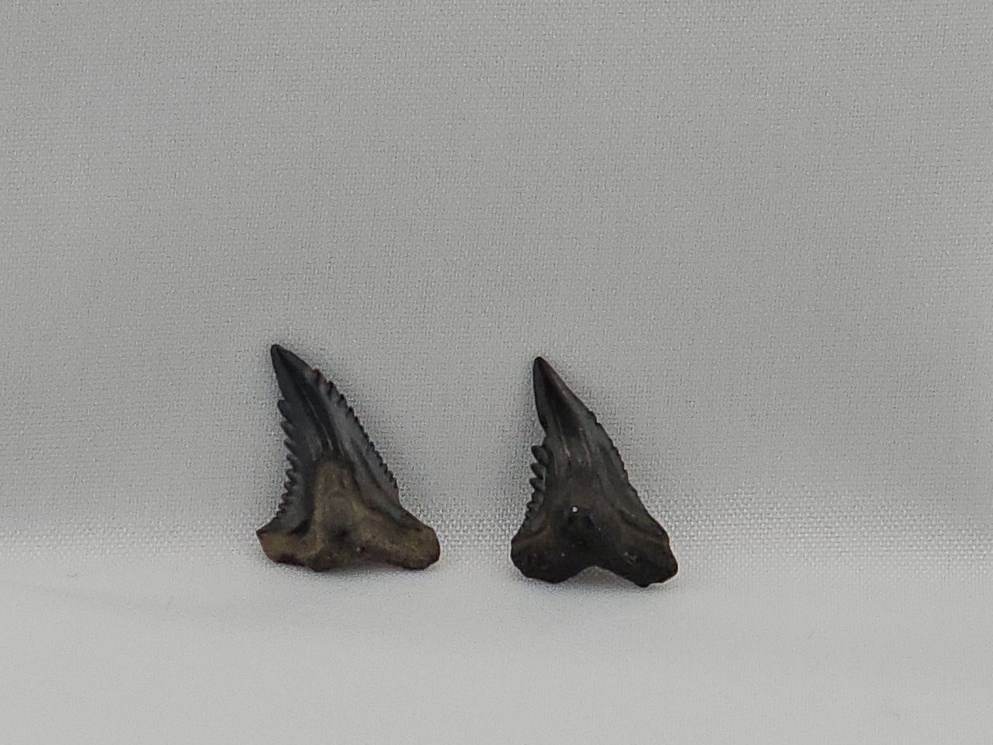 Set of 8 Snaggletooth Shark Teeth ID#60