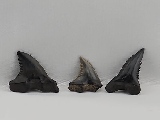 Set of Snaggletooth Shark Teeth ID#61