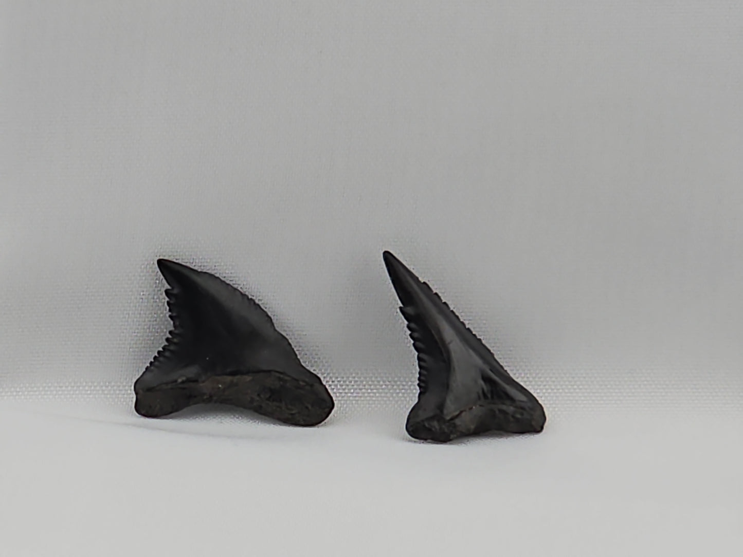 Set of Snaggletooth Shark Teeth ID#61