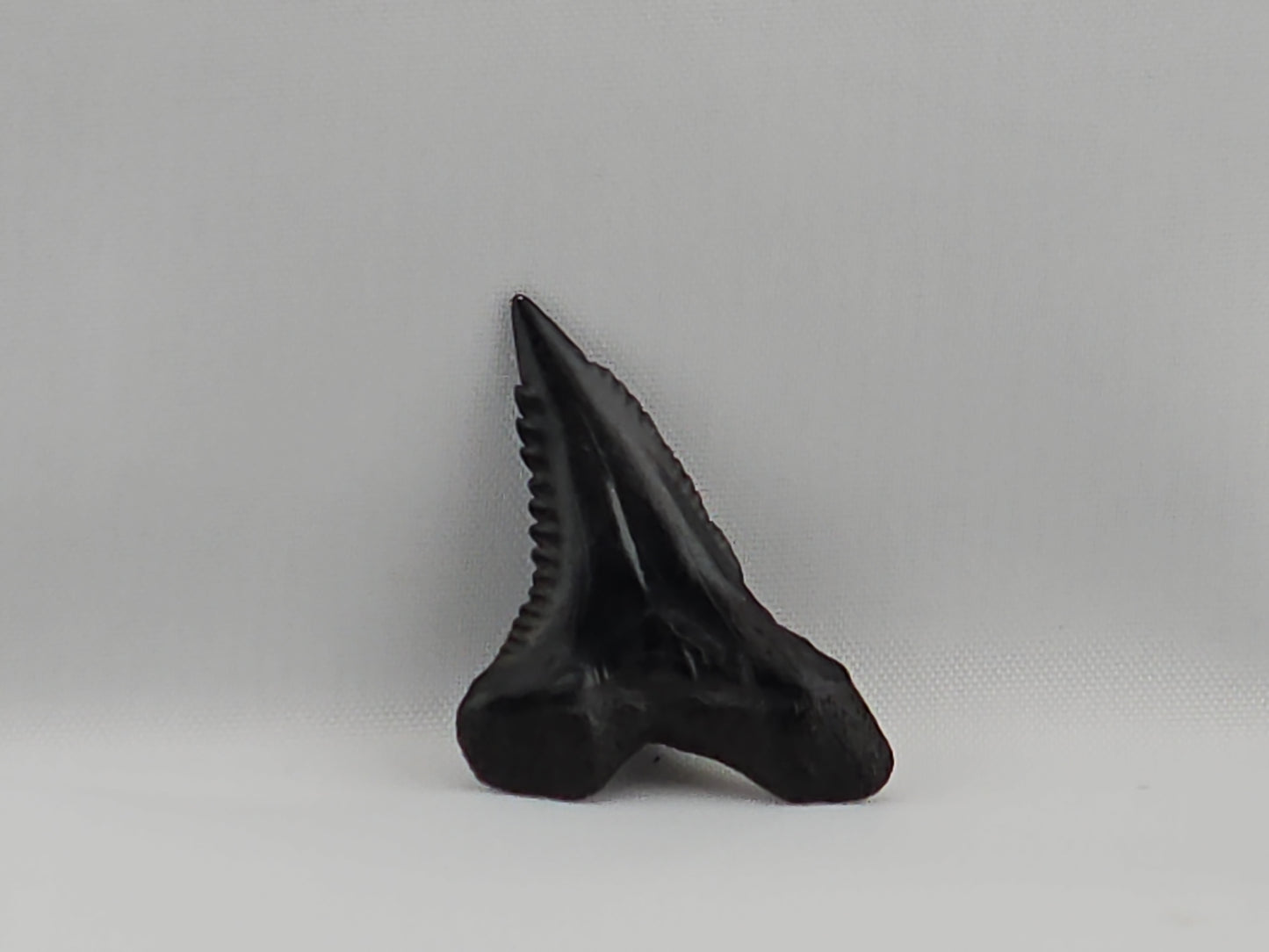 Set of Snaggletooth Shark Teeth ID#62