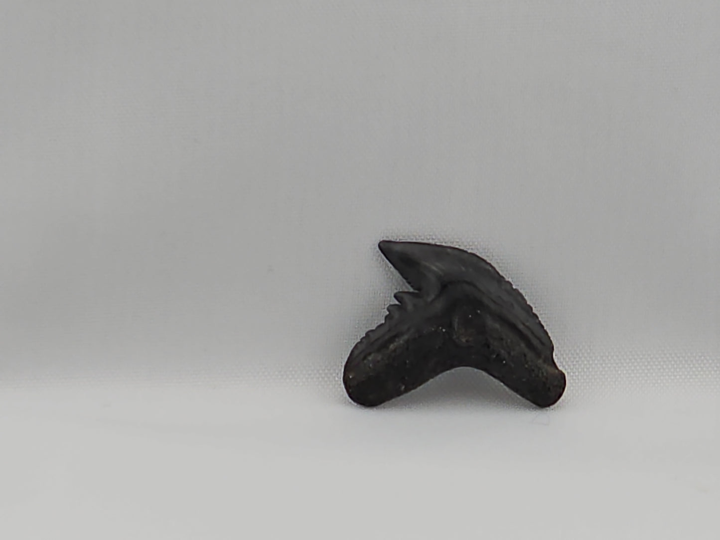 Set of Extinct and Modern Tiger Shark Teeth ID#63