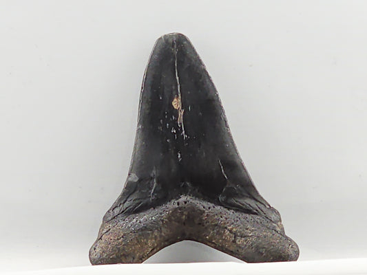 Otodus chubutensis Tooth ID#64