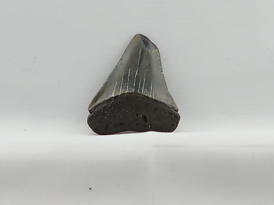 Great White Tooth ID#65