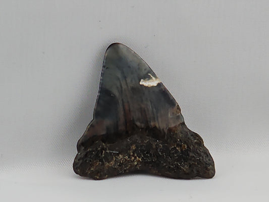 Megalodon Tooth ID#67