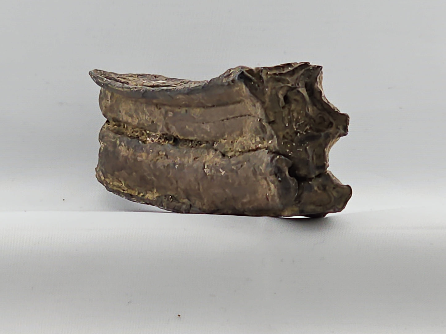Horse Tooth ID#68