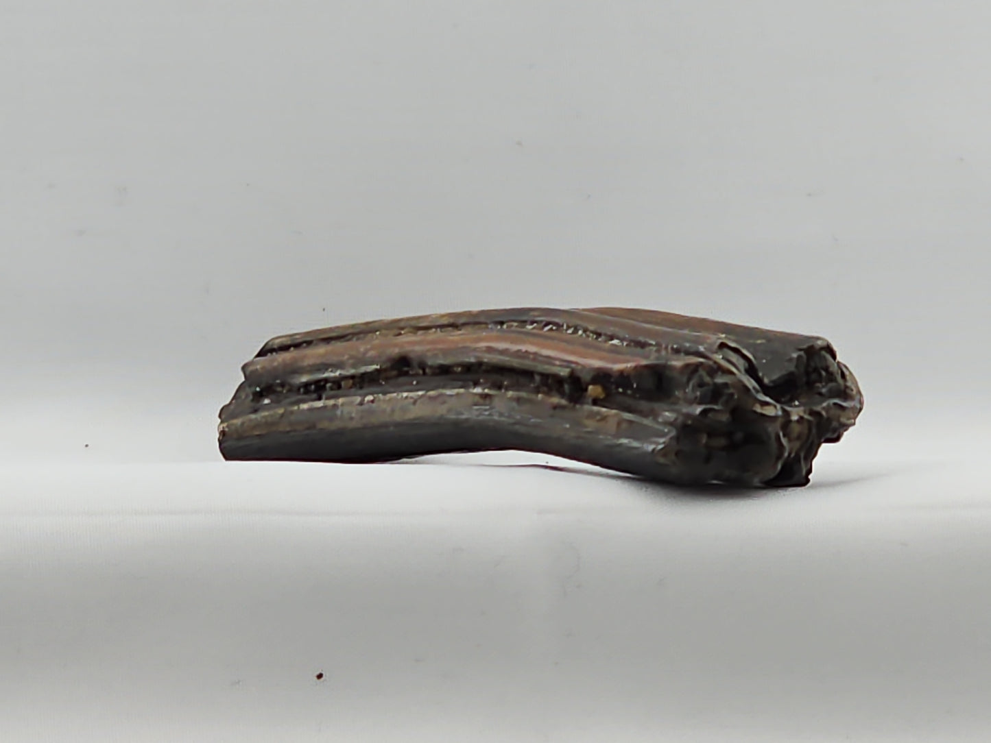 Horse Tooth ID#69