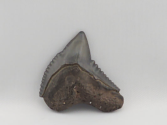 Tiger Shark(Extinct) Tooth ID#6