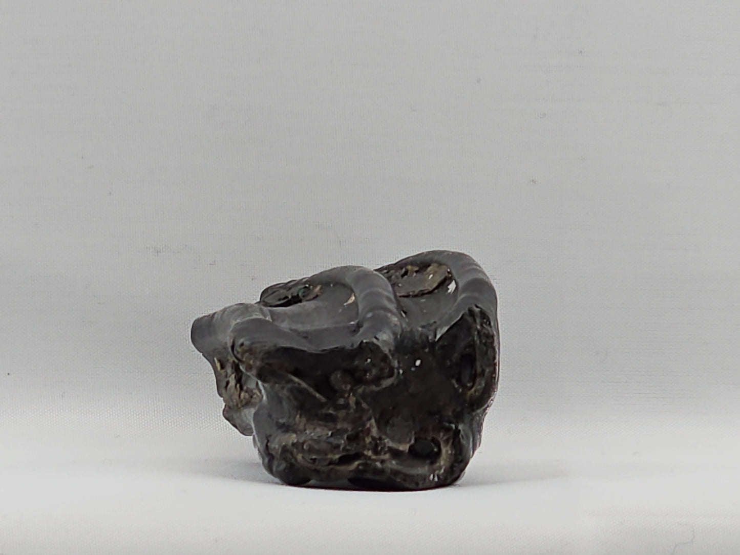 Three-toed Horse Tooth ID#71