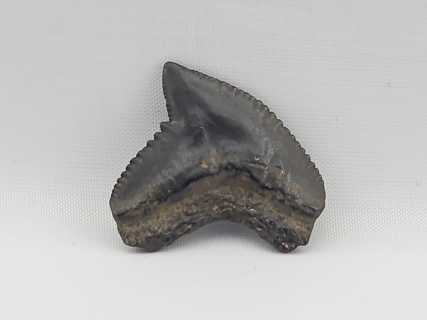 Tiger Shark(Extinct) Tooth ID#73