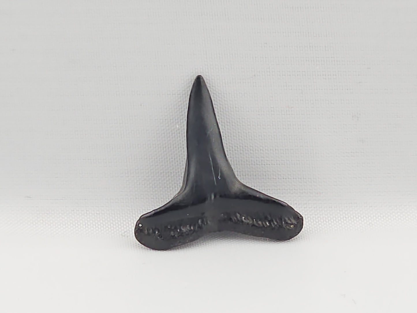 Lemon Shark Tooth ID#76