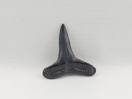 Lemon Shark Tooth ID#76