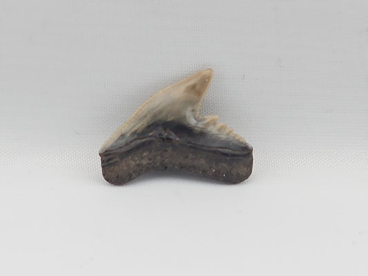 Tiger Shark(Modern) Tooth ID#77