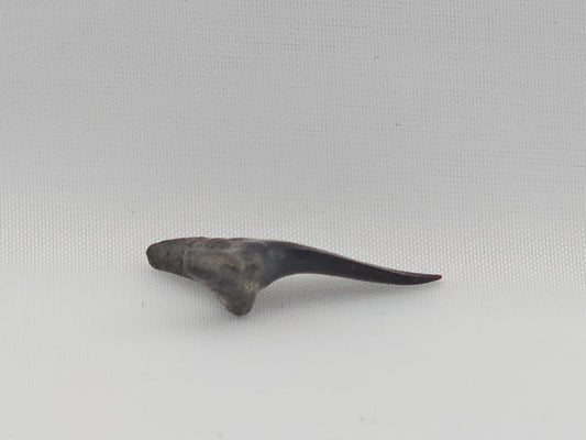 Sand Tiger Shark(Extinct) Tooth ID#78