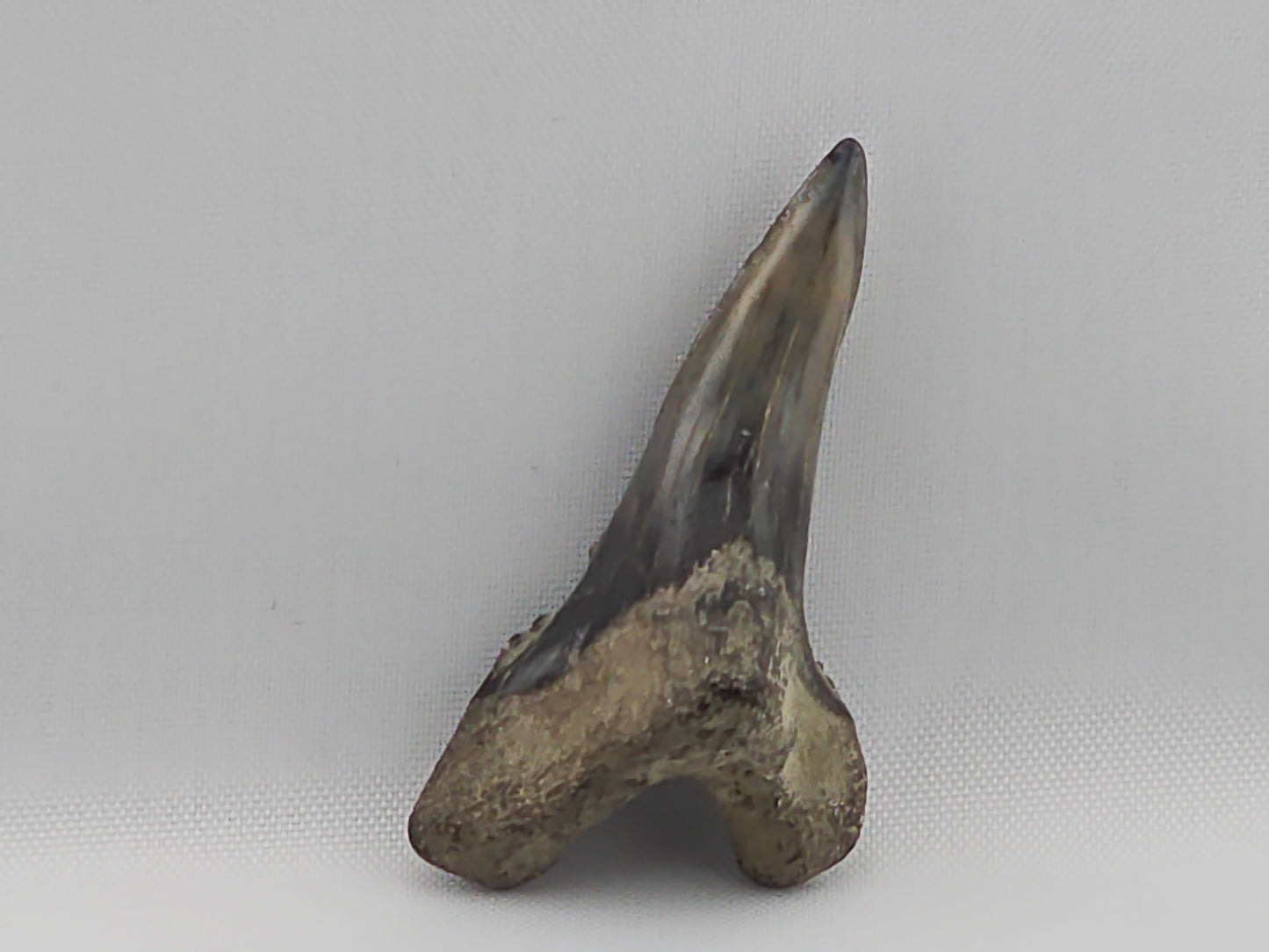 Snaggletooth Shark Bottom Front Tooth ID#7