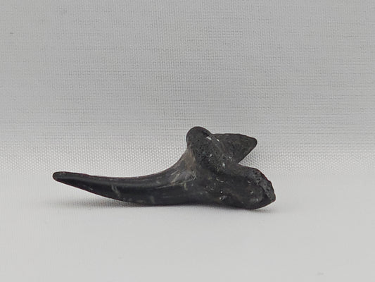 Sand Tiger Shark(Extinct) Bottom Front Tooth ID#80
