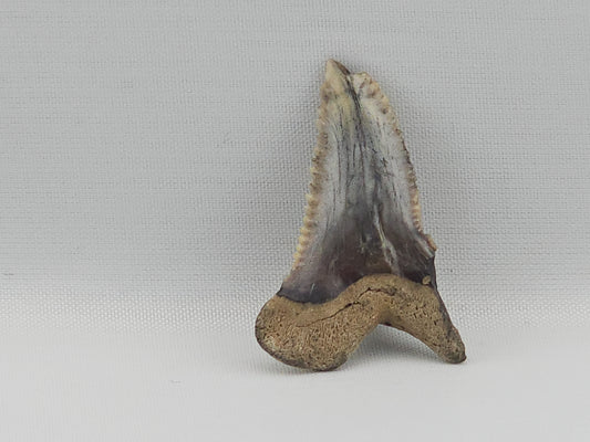 Snaggletooth Shark Top Front Tooth ID#81