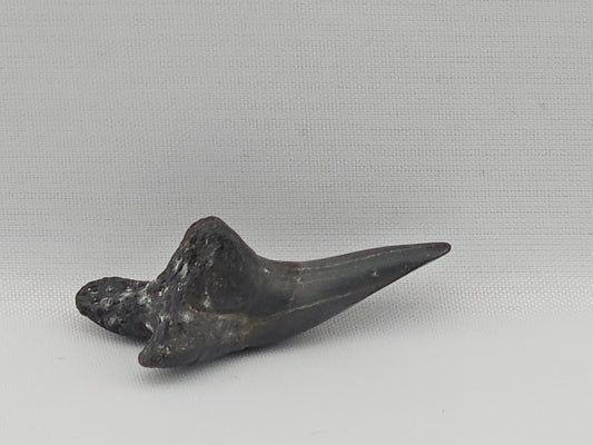 Snaggletooth Shark Bottom Front Tooth ID#82