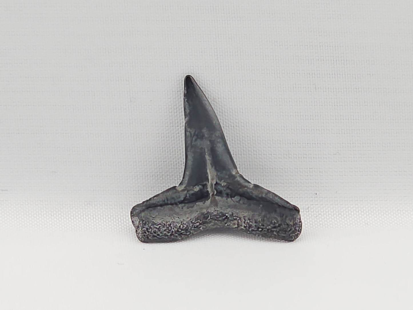 Lemon Shark Tooth ID#84