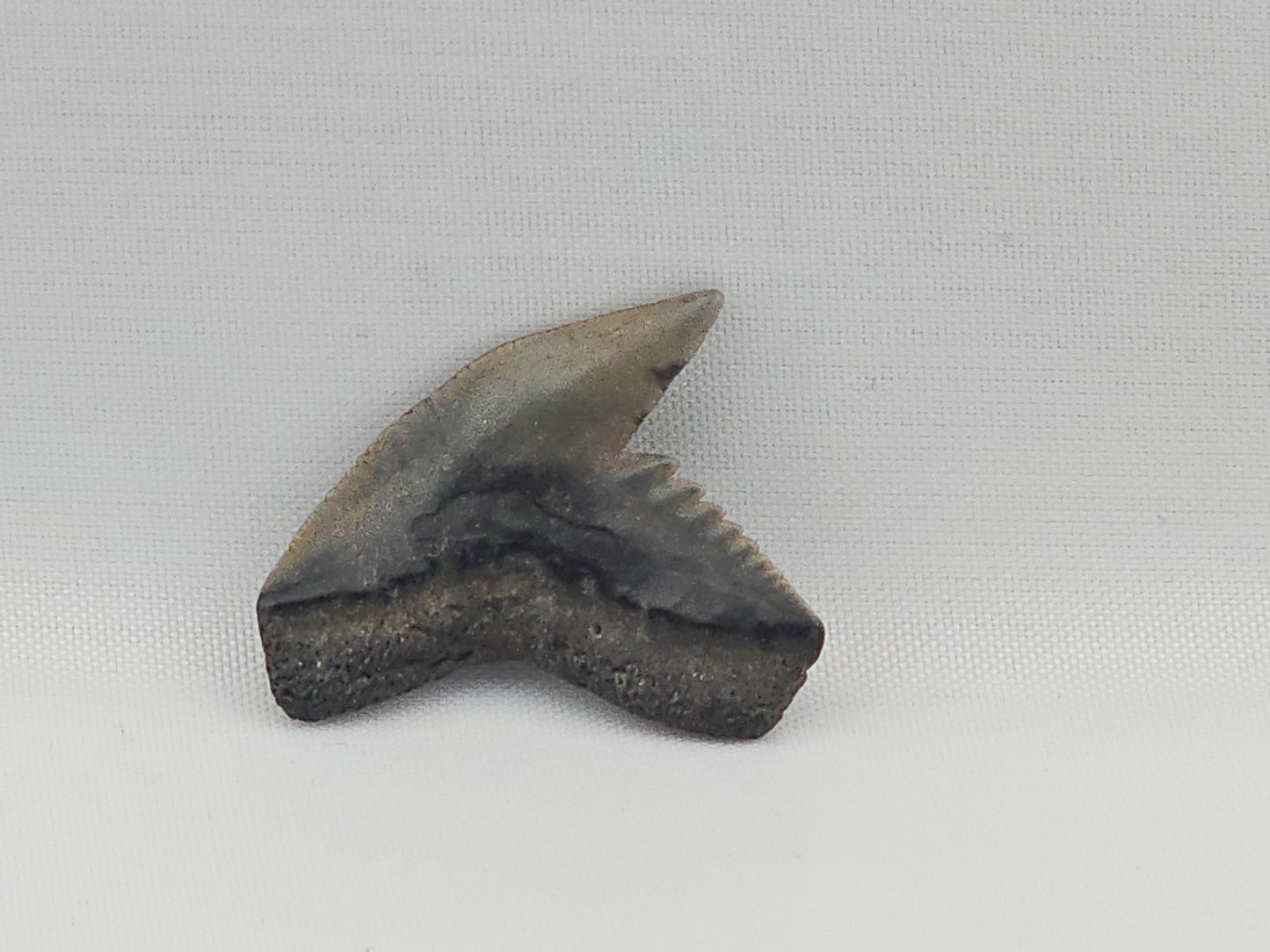 Tiger Shark(Modern) Tooth ID#85