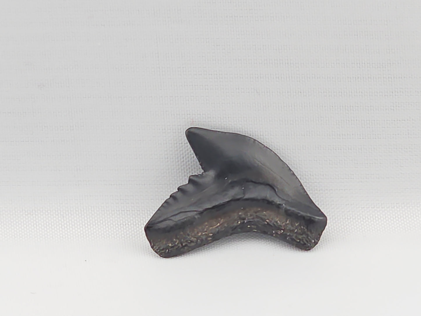 Tiger Shark(Modern) Tooth ID#87