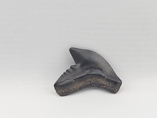 Tiger Shark(Modern) Tooth ID#87